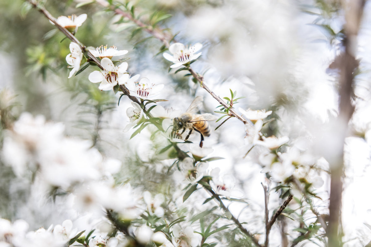 Honigbiene an blühendem Manuka in Neuseeland