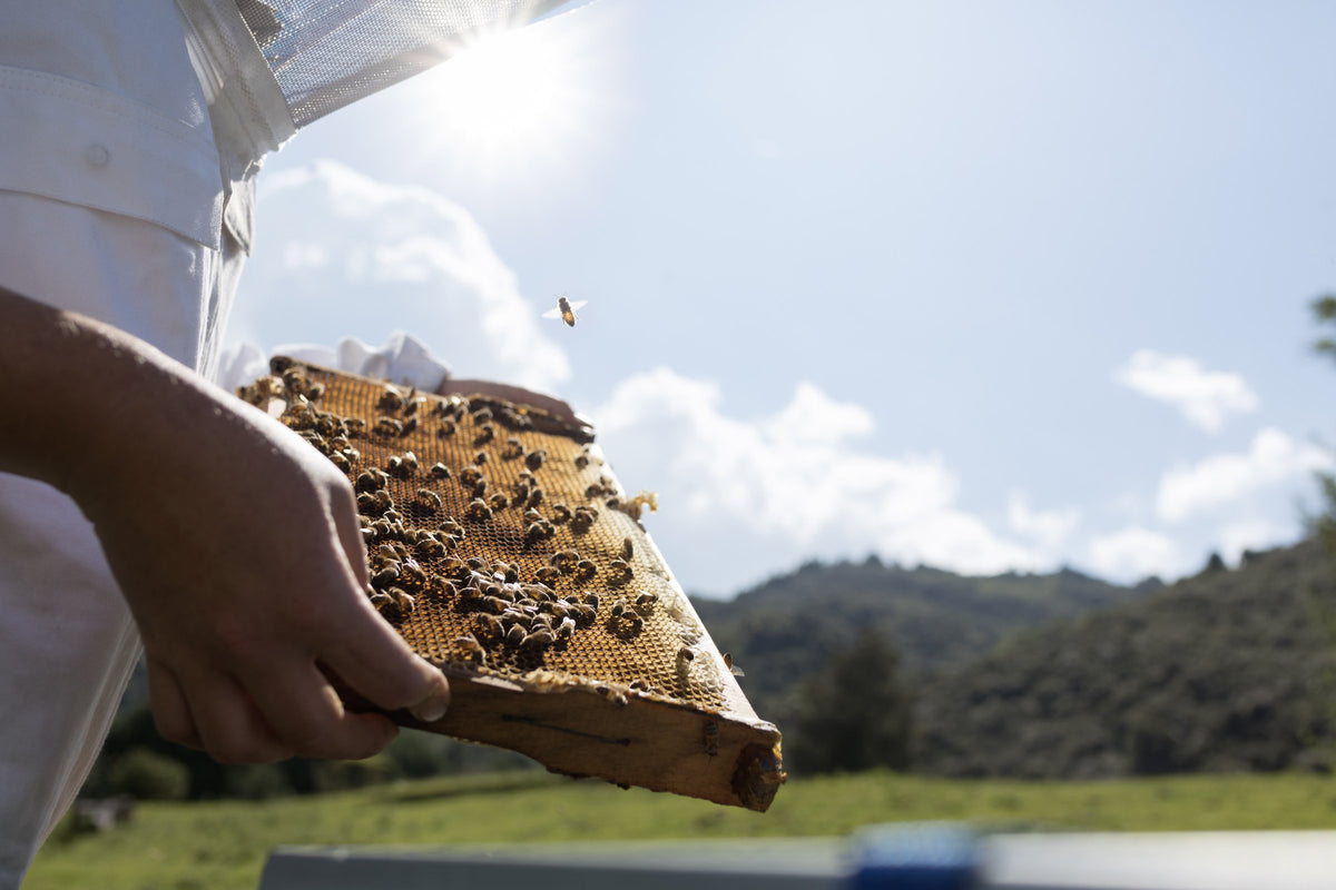 Imker in Neuseeland hält eine Honigwabe mit Bienen